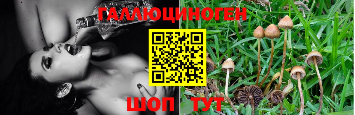 Галлюциногенные грибы Psilocybine cubensis  Вход с VPN  Псилоцибиновые грибы мухоморы  Гурьевск 